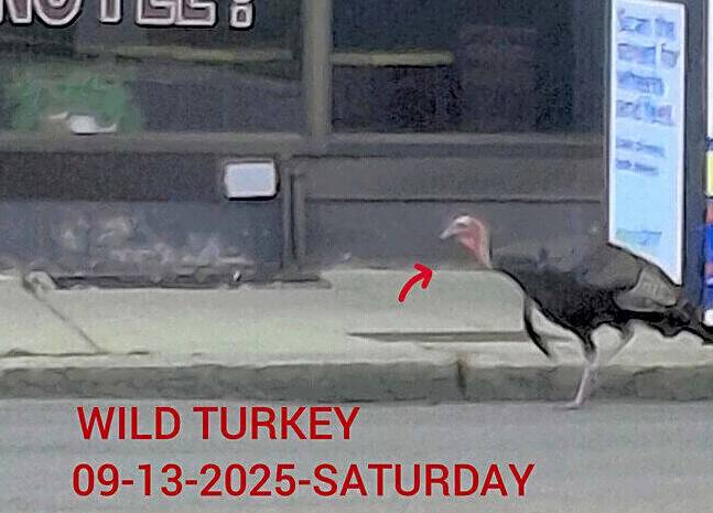 311 complaint of the day: Boston needs to put up Turkeys Crossing signs and maybe some Racists Crossing signs