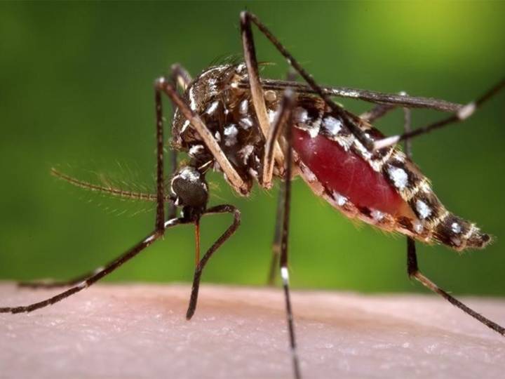 Spike in Dengue Cases Strains Pakistan Hospitals: Urgent Need for Preventive Measures