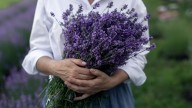 Think Twice Before Fertilizing Lavender Plants