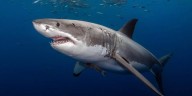 Massachusetts beachgoers urged to use caution after white shark attacks seal