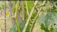Los seguros agrarios como chaleco salvavidas: Abono de 6,6 millones a viticultores de La Rioja por los siniestros registrados en viñedo en 2025