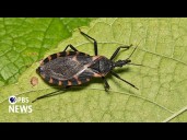 What to know about the potentially deadly 'kissing bugs'