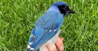 First known rare hybrid bird between green jay and blue jay spotted in Texas