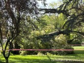 El viento derriba otro árbol en un parque de Salamanca en horario infantil