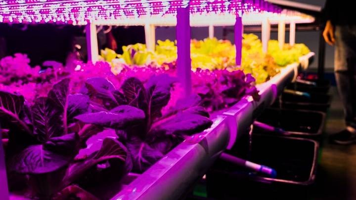 Cuál es la mejor luz artificial para las plantas y por qué recomiendan usarla
