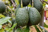ADEX: Nueva Ley Agraria impulsará segundo boom agroexportador