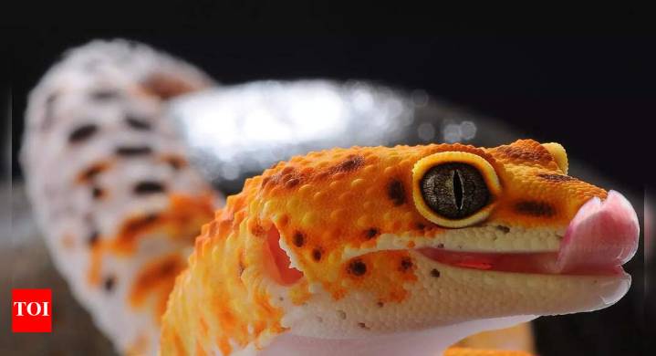 Some geckos don’t have legs! Discover other fascinating facts about geckos