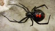 Trae lluvias a la ‘Viuda Negra’; buscan arácnidos lugares cálidos