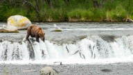 Fat Bear Week 2025: Here’s what to know and how to vote for your favorite chunky contender