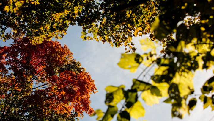 St. Clair County weather: Humid days, scattered showers ahead