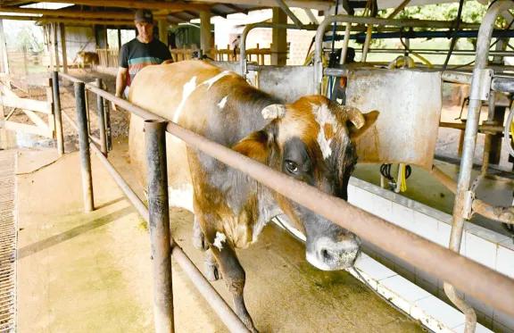 Apuntan al manejo de forraje para consolidar la lechería