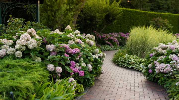 15 Low-Maintenance Ground Covers That Grow Beautifully Beneath Hydrangeas