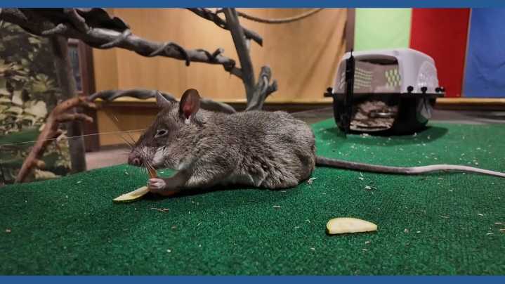 Meet Capri and Sun, rats training to sniff out danger at the Oregon Zoo
