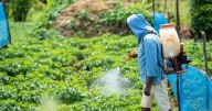 Eating some fruits and veggies can increase toxic pesticides in your body