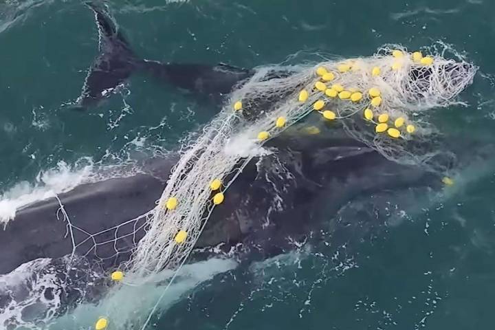 Heartbreaking Clip Show Whale and Her Calf Deeply Tangled in Shark Net