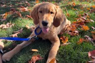 Animal Control Finds Golden Retriever Puppies with Deadly Virus Abandoned