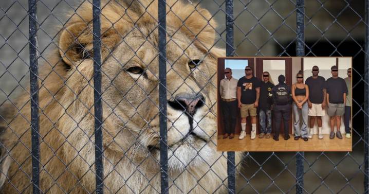 Rescatan a persona secuestrada y hallan a 4 leones en un rancho de Puerta Grande