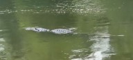 Gator poaching ring busted in Central Florida after photos shared to Snapchat