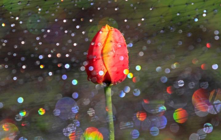 For Bay Area, a more traditional rain is on the weather menu