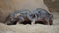 Nacen en Fuengirola dos nuevas crías de potamoquero rojo africano, especie amenazada
