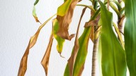 3 consejos de los viveristas para revertir y solucionar las puntas marrones en las hojas de tus plantas