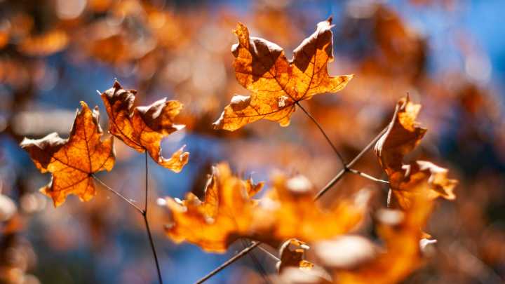 Fall foliage in Florida, here's when and where the leaves will change