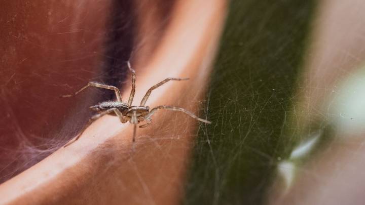 Spiders are probably hiding in this overlooked spot inside your home