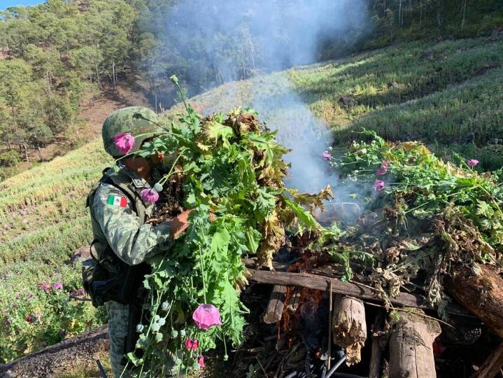 Se apaga también el negocio de la amapola para el Cártel de Sinaloa