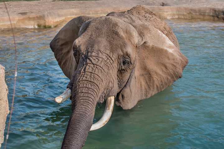 Milwaukee County Zoo Community Mourns Ruth the Elephant