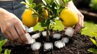 Árbol limonero: por qué recomiendan colocar cubos de hielo en su tierra y para qué sirve