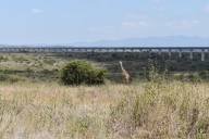 Ver leones o búfalos desde el Uber: excursiones al Parque Nacional de Nairobi por 194 dólares