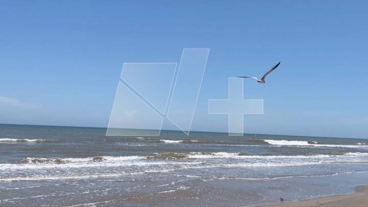 Detectan Gripe Aviar en una Gaviota de Playa Bagdad en Matamoros