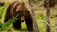 Fat Bear Week has arrived. Here's everything to know about the 2025 contest
