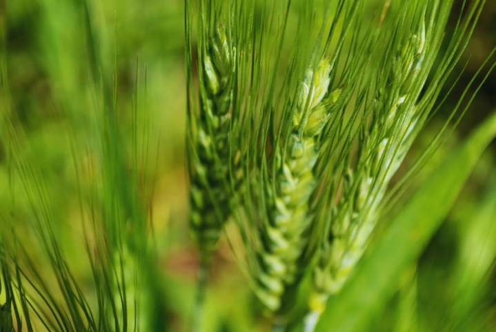 Advierten que la falta de zinc amenaza el potencial del trigo y la cebada