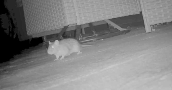 'We don't come out after dark anymore': Cheektowaga homeowner battling backyard rat infestation