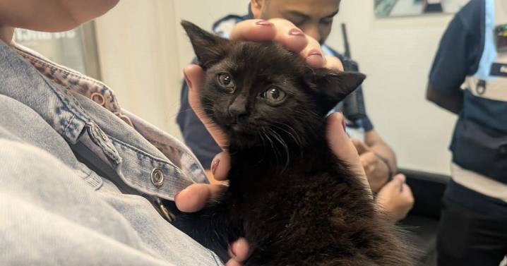 'Traumatised' cat and two kittens dumped in toilets of St Pancras station
