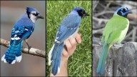 Primer animal híbrido por efecto del cambio climático