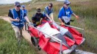 Volunteers rescue 11 stranded dolphins over the weekend