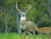 Fall archery season set to begin for Ohio deer hunters