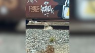 California Rescuer Rushes To Help Dog Found On Railroad Tracks, Only To Be Shocked By What She Finds