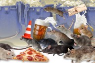 NYC rats are social beasts, even have unique accent: study