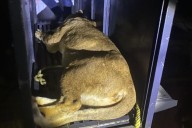 Zoológico de Tulancingo resguarda animales asegurados por Profepa; ¿recibirá a los felinos de Pachuca?