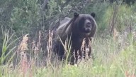 Grizzly Shows Up At Camp For Montana Wildland Firefighters