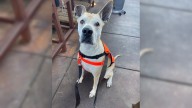 Arizona Dog Thrives During Sleepover, But Her Reaction To Returning Will Break Your Heart
