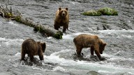 Fat Bear Week: Here's what you should know