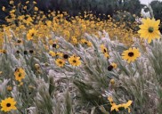Sunflower Viewing: A Unique Nature Experience - South Florida on the Cheap
