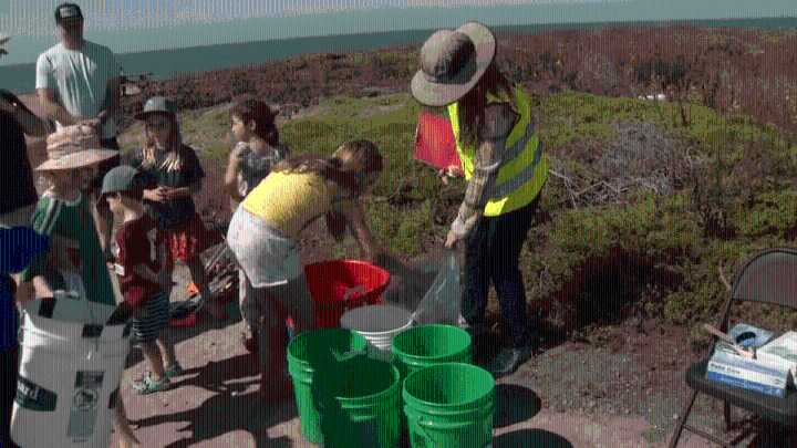Miles de libras de basura recolectadas en la costa de California