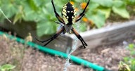 Master Gardener: Spiders are an important part of your garden