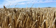 Deficiencia de zinc: un desafío silencioso para el trigo y la cebada