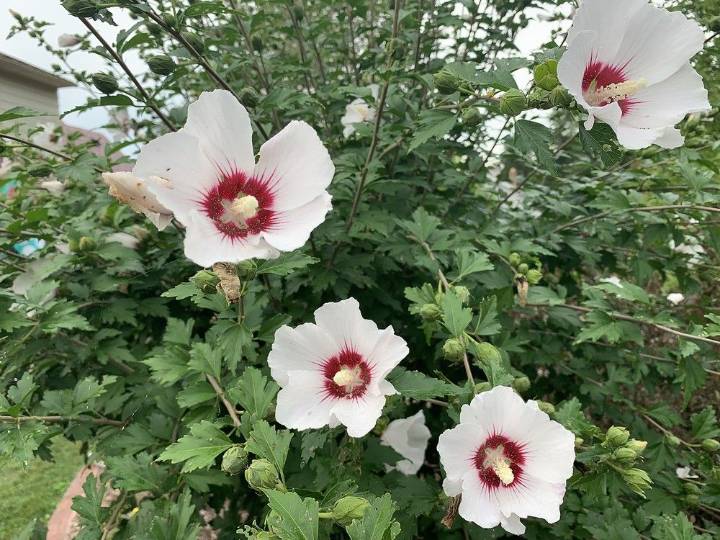 GARDEN CLIPPINGS: Rose of Sharon adaptable to drought and poor soil